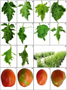 Elicitors in the production of tomato crop infected with Tomato brown rugose fruit virus and Pepino mosaic virus