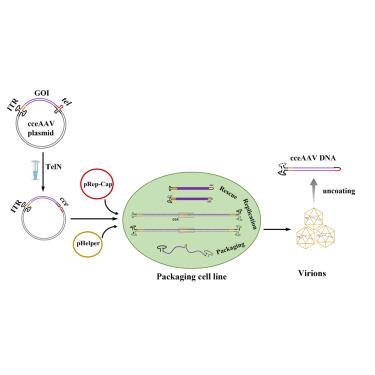 A novel class of self-complementary AAV vectors with multiple advantages based on cceAAV lacking mutant ITR