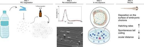 Toxic effects of environmental-relevant exposure to polyethylene terephthalate (PET) micro and nanoparticles in zebrafish early development