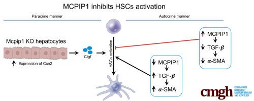 MCPIP1 Inhibits Hepatic Stellate Cell Activation in Autocrine and Paracrine Manners, Preventing Liver Fibrosis