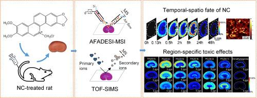 Dual mass spectrometry imaging and spatial metabolomics to investigate the metabolism and nephrotoxicity of nitidine chloride