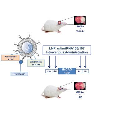 Anti-miRNA103/107 encapsulated in trasnferrin-conjugated lipid nanoparticles crosses the blood-brain barrier and reduces brain ischemic damage.