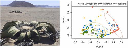 Soil nematode communities vary among populations of the iconic desert plant, Welwitschia mirabilis