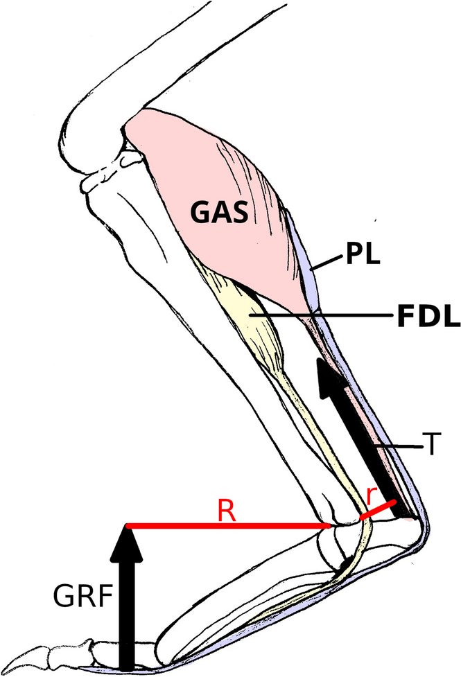 Proportional variation and scaling in the hindlimbs of hopping mammals, including convergent evolution in argygrolagids and jerboas