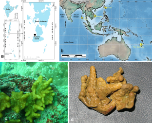 A New Record of Soft Coral, Lobophytum varium Tixier-Durivault, 1970 (Sarcophytidae: Malacalcyonacea) from the Andaman Islands, India