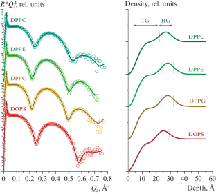 Structural Reorganization of Cell Membrane Models Caused by the Anticancer Antibiotic Doxorubicin