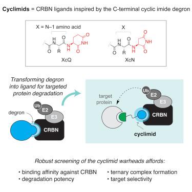 The cyclimids: Degron-inspired cereblon binders for targeted protein degradation