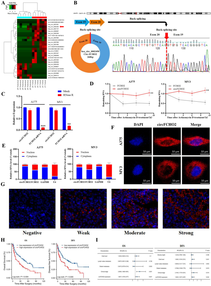 Circular RNA circFCHO2(hsa_circ_0002490) promotes the proliferation of melanoma by directly binding to DND1.