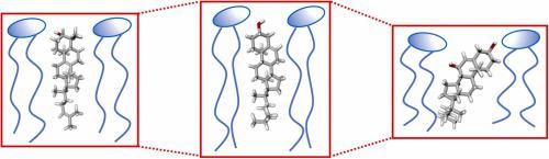 Comparison of structural effects of cholesterol, lanosterol, and oxysterol on phospholipid (POPC) bilayers