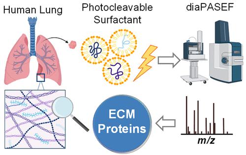 High-Throughput Extracellular Matrix Proteomics of Human Lungs Enabled by Photocleavable Surfactant and diaPASEF