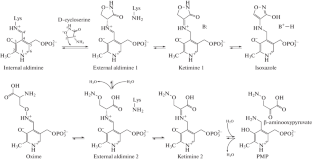 3D Structure of D-Аmino Acid Тransaminase from Aminobacterium colombiense in Complex with D-Cycloserine