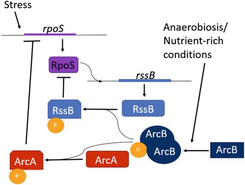 The regulatory network comprising ArcAB-RpoS-RssB influences motility in Vibrio cholerae.