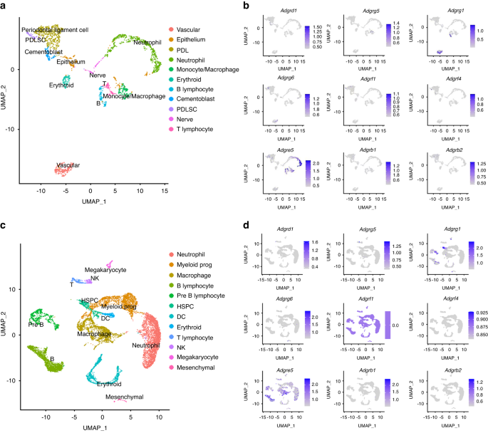 CD97 inhibits osteoclast differentiation via Rap1a/ERK pathway under compression.