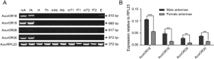 Identification of an adult attractant for Anomala corpulenta by the reverse chemical ecology approach