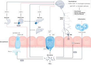 Effects of dietary fibre on metabolic health and obesity