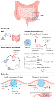 Live bacterial therapeutics for detection and treatment of colorectal cancer