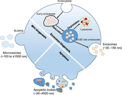 Emergence of extracellular vesicles as 'liquid biopsy' for neurological disorders: Boom or Bust