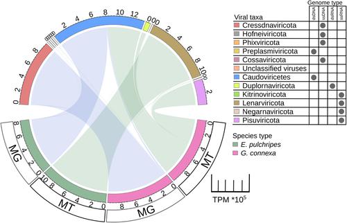 Viral communities in millipede guts: Insights into the diversity and potential role in modulating the microbiome