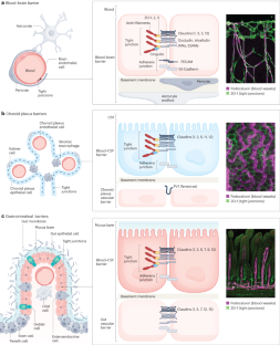 Gastrointestinal and brain barriers: unlocking gates of communication across the microbiota–gut–brain axis