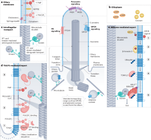 Emerging mechanistic understanding of cilia function in cellular signalling