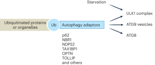 Ubiquitin in autophagy and non-protein ubiquitination