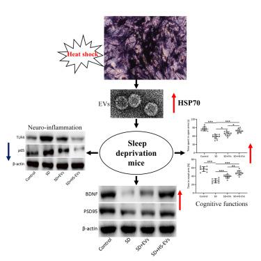 Extracellular vesicles containing upregulated HSP70 from heat shock pretreated human umbilical cord mesenchymal stem cells ameliorates sleep deprivation induced anxiety-like behavior and cognitive impairment in mice