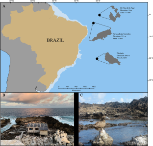 Seabird guano reshapes intertidal reef food web in an isolated oceanic islet