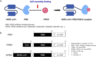 Strategies for the enhancement of anti-cancer effect of phosphodiesterase type 5 inhibitors using drug binding fusion proteins