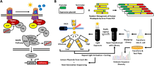 Scaling up Functional Analyses of the G Protein-Coupled Receptor Rhodopsin.