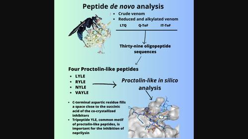 Oligopeptides analysis in spiderhawk's venom (Pepsis decorata Perty, 1833, Hymenoptera: Pompilidae)