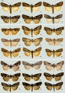 Substantiation of the Specific Status of the Noctuid Moth Bryophila dolopis Hampson, 1908 (Lepidoptera, Noctuidae)