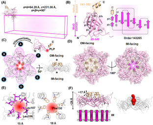 The Structural Features of MlaD Illuminate its Unique Ligand-Transporting Mechanism and Ancestry.