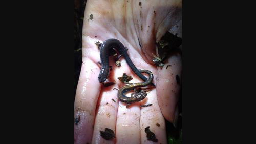 Specialist or refugee: Microhabitat use and competition between two sympatric woodland salamanders