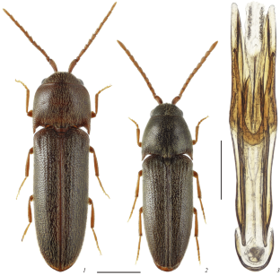 Microrhagus pyrenaeus Bonvouloir, 1872 and Hylis simonae (Olexa, 1970), Species of False Click Beetles (Coleoptera, Eucnemidae) New to the Russian Fauna