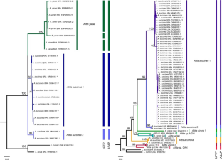 Another candidate to human-mediated transport: molecular evidence confirms that Alitta succinea (Nereididae: Annelida) is a widespread species