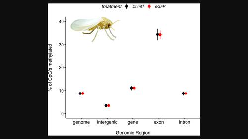 An association between Dnmt1 and Wnt in the production of oocytes in the whitefly Bemisia tabaci