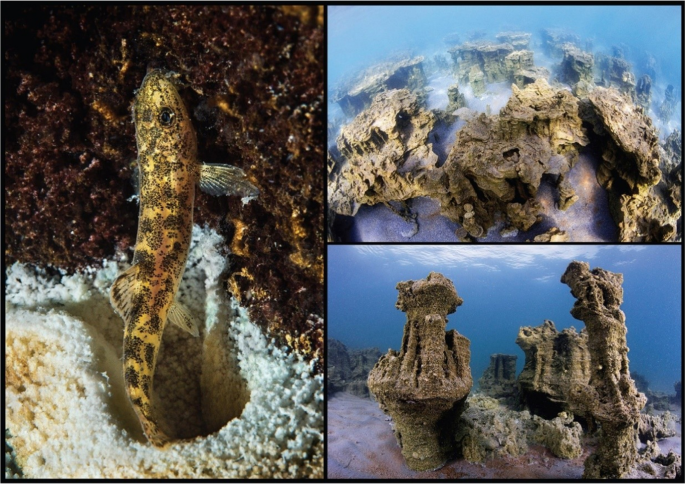 An Investigation of Tufa Microbialites in the Terrestrial Ecosystem of Adilcevaz (Bitlis) According to the Conservation Approach