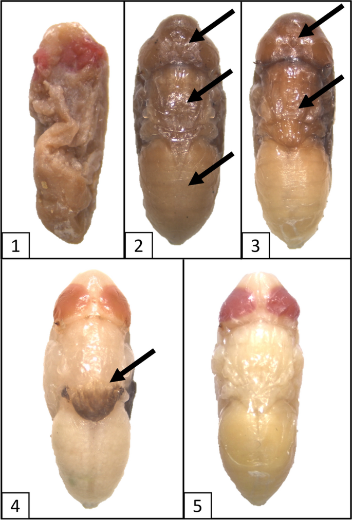 Methods for the optimal preservation of blow fly intra-puparial forms for morphological analysis in forensic casework.