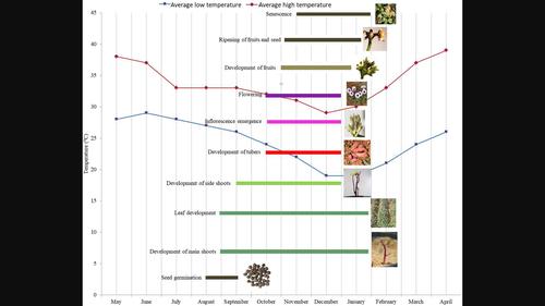 Phenological growth stages of sweet potato (Ipomoea batatas (L.) Lam.) according to the extended BBCH scale