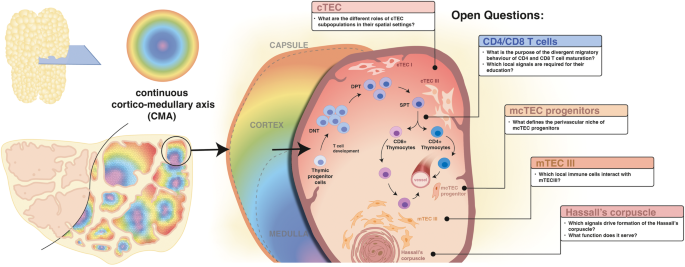 Navigating the thymic landscape through development: from cellular atlas to tissue cartography