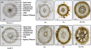 Iron reprogrammes the root system architecture by regulating OsWRKY71 in arsenic-stressed rice (Oryza sativa L.).