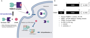 Development of Tat-fused drug binding protein to improve anti-cancer effect of mammalian target of rapamycin inhibitors