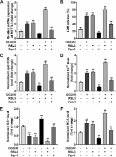 Silencing of METTL3 suppressed ferroptosis of myocardial cells by m6A modification of SLC7A11 in a YTHDF2 manner.