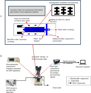 Assessment of pulsed dielectrophoretic-field flow fractionation separation coupled with fibre-optic detection on a lab-on-chip as a technique to separate similar bacteria cells