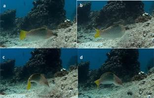 Anvil use by three wrasse species: Halichoeres hortulanus, Thalassoma jansenii, and Thalassoma lunare