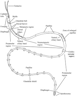 Scanning electron microscopic investigation of general morphology and ciliary structures in Nereilinum murmanicum Ivanov, 1961 (Annelida, Siboglinidae)