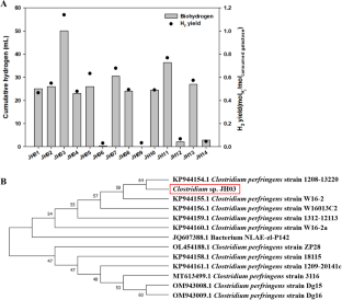 Galactose-based biohydrogen production from seaweed biomass by novel strain Clostridium sp. JH03 from anaerobic digester sludge