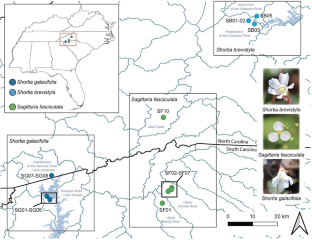 The importance of understanding clonal structure for species listing and recovery: case studies from the rare oconee bells (shortia brevistyla and shortia galacifolia; Diapensiaceae) and the federally endangered bunched arrowhead (sagittaria fasciculata; Alismataceae)