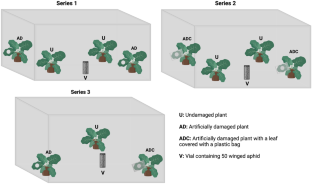 Wound to survive: mechanical damage suppresses aphid performance on brassica