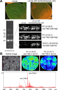 Assessing Molecular Localization of Symbiont Microalgae in Coral Branches Through Mass Spectrometry Imaging